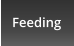 Feeding